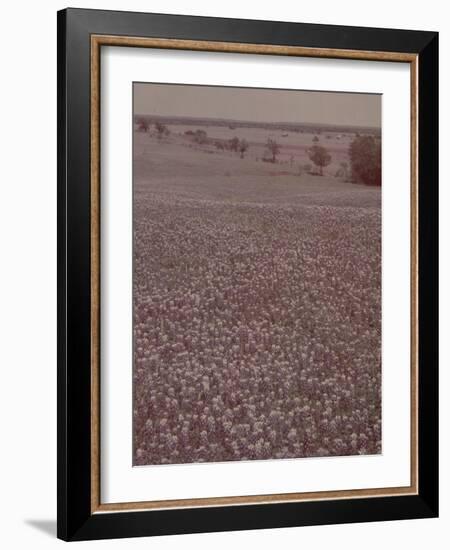 Bluebonnets, Texas-J^ R^ Eyerman-Framed Photographic Print