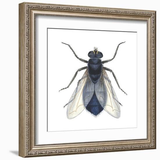 Bluebottle Fly (Calliphora Erythrocephala), Insects-Encyclopaedia Britannica-Framed Art Print