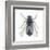 Bluebottle Fly (Calliphora Erythrocephala), Insects-Encyclopaedia Britannica-Framed Art Print