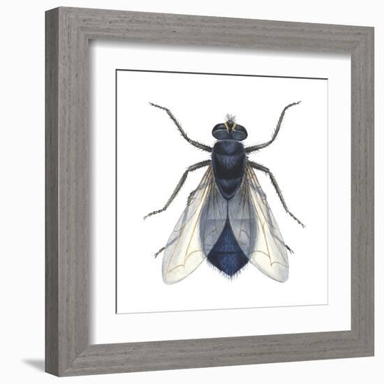 Bluebottle Fly (Calliphora Erythrocephala), Insects-Encyclopaedia Britannica-Framed Art Print
