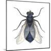 Bluebottle Fly (Calliphora Erythrocephala), Insects-Encyclopaedia Britannica-Mounted Art Print