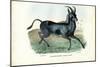 Bluebuck, 1863-79-Raimundo Petraroja-Mounted Giclee Print