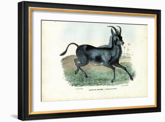 Bluebuck, 1863-79-Raimundo Petraroja-Framed Giclee Print