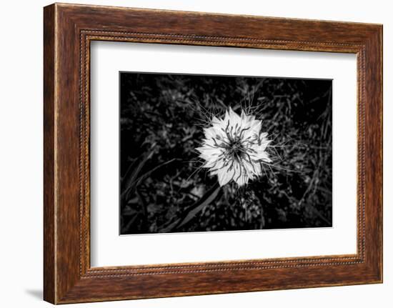 Bluecrown Passionflower close up, California, USA-Panoramic Images-Framed Premium Photographic Print