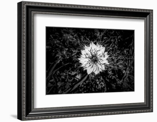 Bluecrown Passionflower close up, California, USA-Panoramic Images-Framed Premium Photographic Print