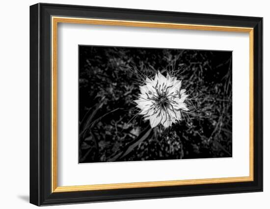 Bluecrown Passionflower close up, California, USA-Panoramic Images-Framed Premium Photographic Print