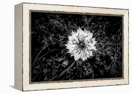 Bluecrown Passionflower close up, California, USA-Panoramic Images-Framed Premier Image Canvas