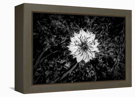 Bluecrown Passionflower close up, California, USA-Panoramic Images-Framed Premier Image Canvas