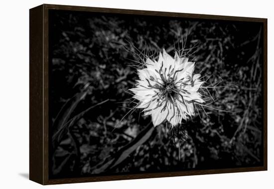 Bluecrown Passionflower close up, California, USA-Panoramic Images-Framed Premier Image Canvas