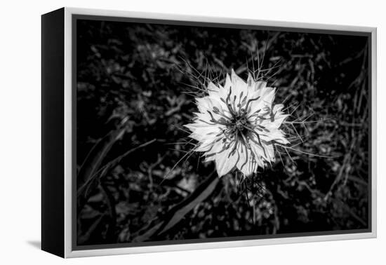 Bluecrown Passionflower close up, California, USA-Panoramic Images-Framed Premier Image Canvas