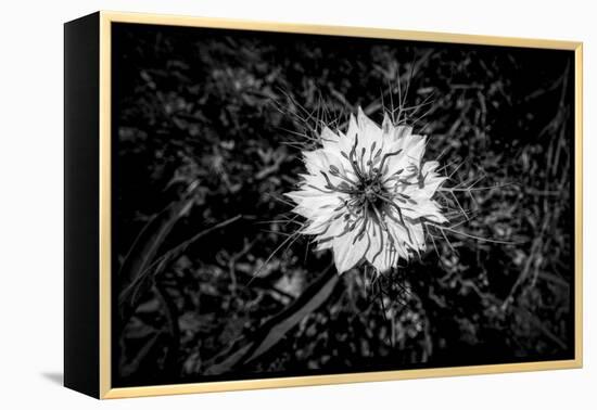 Bluecrown Passionflower close up, California, USA-Panoramic Images-Framed Premier Image Canvas