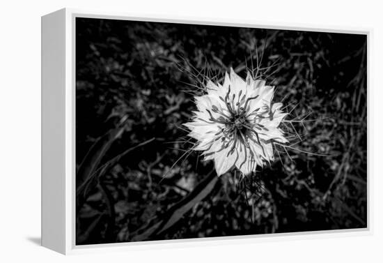 Bluecrown Passionflower close up, California, USA-Panoramic Images-Framed Premier Image Canvas