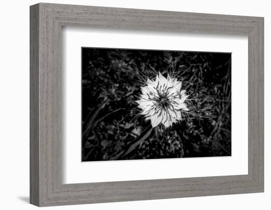 Bluecrown Passionflower close up, California, USA-Panoramic Images-Framed Photographic Print