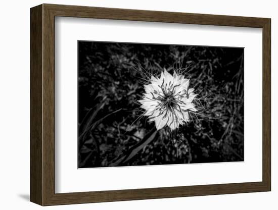 Bluecrown Passionflower close up, California, USA-Panoramic Images-Framed Photographic Print