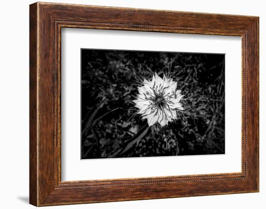 Bluecrown Passionflower close up, California, USA-Panoramic Images-Framed Photographic Print