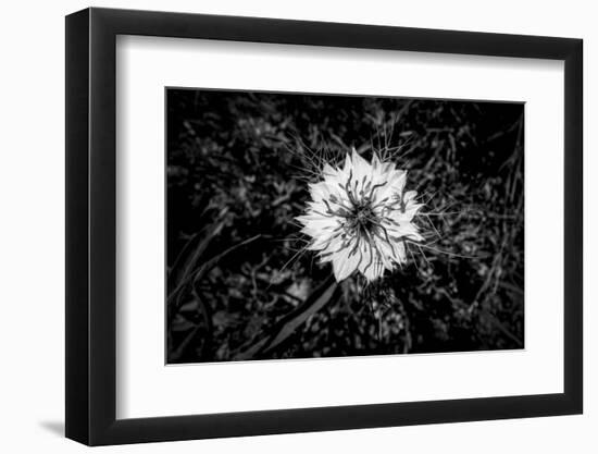 Bluecrown Passionflower close up, California, USA-Panoramic Images-Framed Photographic Print