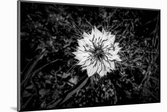 Bluecrown Passionflower close up, California, USA-Panoramic Images-Mounted Photographic Print