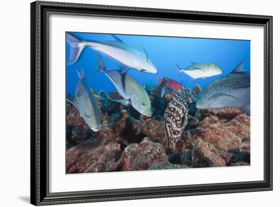 Bluefin Trevally (Caranx Melampygus) and Leather Bass (Dermatolepis Dermatolepis)-Reinhard Dirscherl-Framed Photographic Print