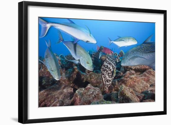 Bluefin Trevally (Caranx Melampygus) and Leather Bass (Dermatolepis Dermatolepis)-Reinhard Dirscherl-Framed Photographic Print