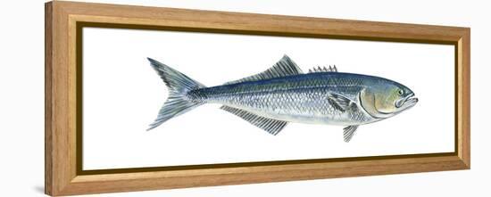 Bluefish (Pomatomus Saltatrix), Fishes-Encyclopaedia Britannica-Framed Stretched Canvas