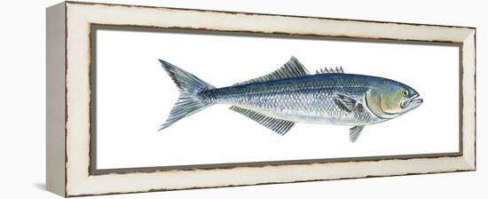 Bluefish (Pomatomus Saltatrix), Fishes-Encyclopaedia Britannica-Framed Stretched Canvas