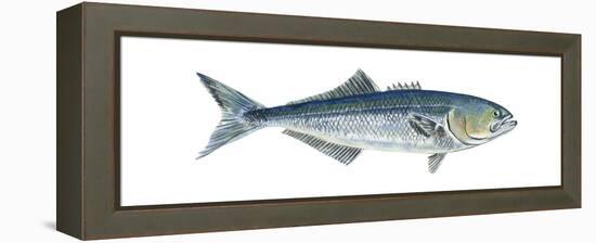 Bluefish (Pomatomus Saltatrix), Fishes-Encyclopaedia Britannica-Framed Stretched Canvas