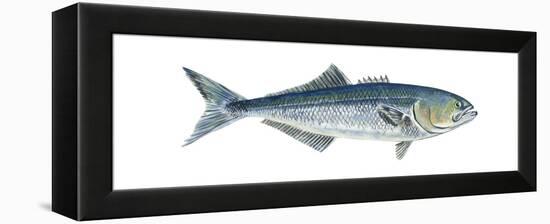 Bluefish (Pomatomus Saltatrix), Fishes-Encyclopaedia Britannica-Framed Stretched Canvas