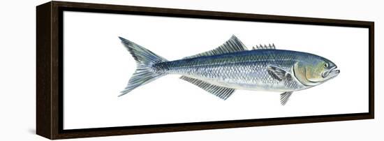 Bluefish (Pomatomus Saltatrix), Fishes-Encyclopaedia Britannica-Framed Stretched Canvas
