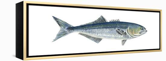 Bluefish (Pomatomus Saltatrix), Fishes-Encyclopaedia Britannica-Framed Stretched Canvas