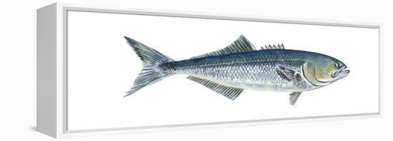 Bluefish (Pomatomus Saltatrix), Fishes-Encyclopaedia Britannica-Framed Stretched Canvas