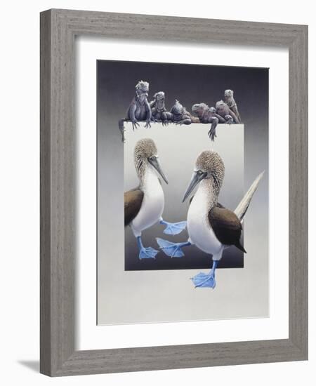 Bluefooted Boobies and Marine Iguanas-Harro Maass-Framed Giclee Print