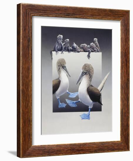 Bluefooted Boobies and Marine Iguanas-Harro Maass-Framed Giclee Print