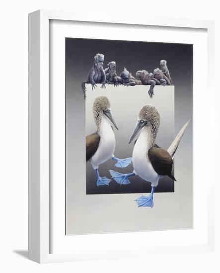 Bluefooted Boobies and Marine Iguanas-Harro Maass-Framed Giclee Print