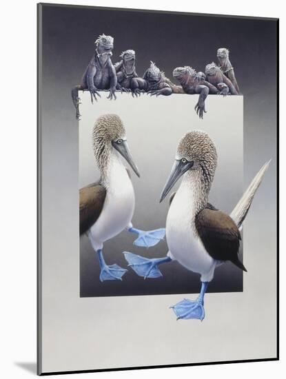 Bluefooted Boobies and Marine Iguanas-Harro Maass-Mounted Giclee Print