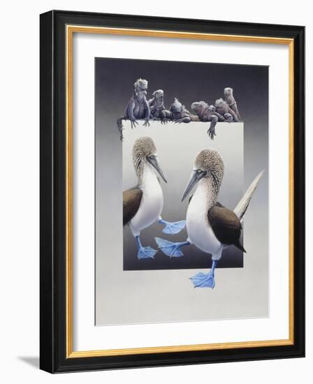 Bluefooted Boobies and Marine Iguanas-Harro Maass-Framed Giclee Print