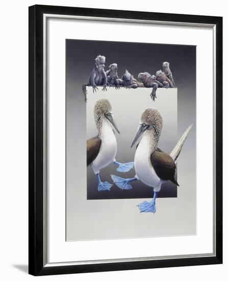 Bluefooted Boobies and Marine Iguanas-Harro Maass-Framed Giclee Print