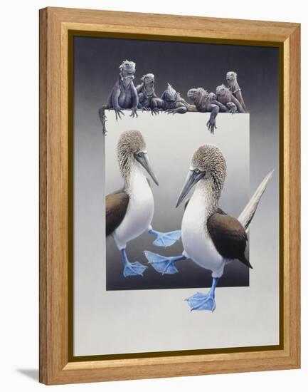 Bluefooted Boobies and Marine Iguanas-Harro Maass-Framed Premier Image Canvas