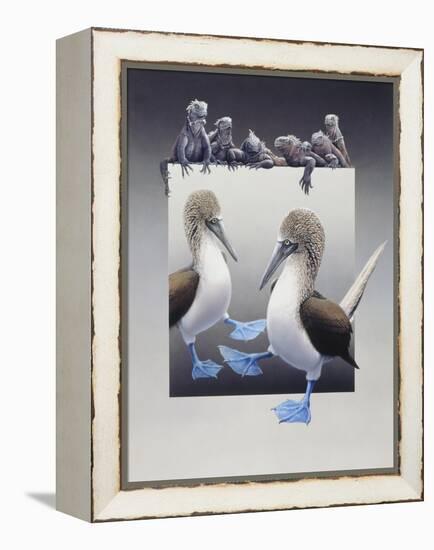 Bluefooted Boobies and Marine Iguanas-Harro Maass-Framed Premier Image Canvas