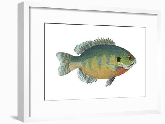 Bluegill (Lepomis Macrochirus), Fishes-Encyclopaedia Britannica-Framed Art Print