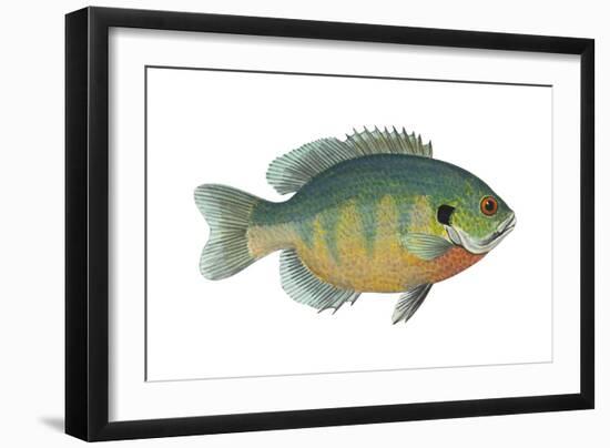 Bluegill (Lepomis Macrochirus), Fishes-Encyclopaedia Britannica-Framed Art Print