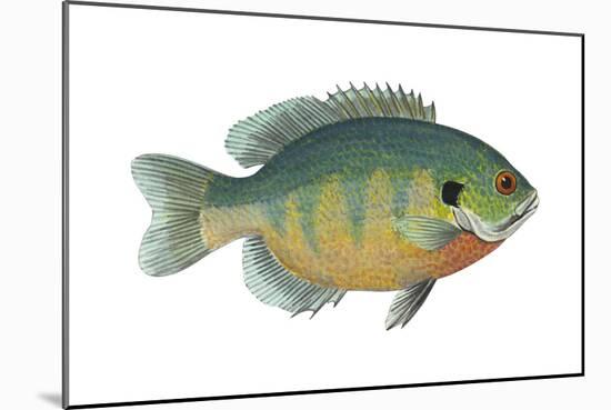 Bluegill (Lepomis Macrochirus), Fishes-Encyclopaedia Britannica-Mounted Art Print