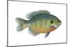 Bluegill (Lepomis Macrochirus), Fishes-Encyclopaedia Britannica-Mounted Art Print