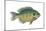 Bluegill (Lepomis Macrochirus), Fishes-Encyclopaedia Britannica-Mounted Art Print