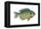 Bluegill (Lepomis Macrochirus), Fishes-Encyclopaedia Britannica-Framed Stretched Canvas