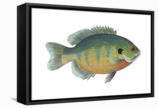 Bluegill (Lepomis Macrochirus), Fishes-Encyclopaedia Britannica-Framed Stretched Canvas