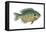 Bluegill (Lepomis Macrochirus), Fishes-Encyclopaedia Britannica-Framed Stretched Canvas