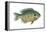 Bluegill (Lepomis Macrochirus), Fishes-Encyclopaedia Britannica-Framed Stretched Canvas