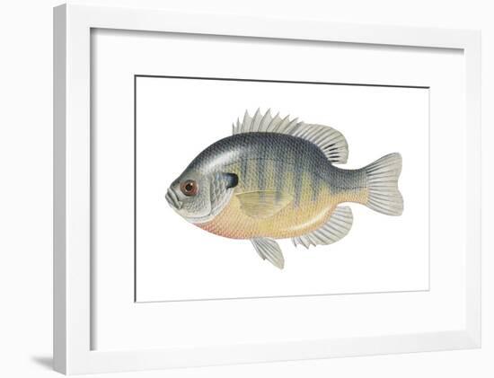 Bluegill (Lepomis Macrochirus), Fishes-Encyclopaedia Britannica-Framed Art Print