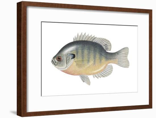 Bluegill (Lepomis Macrochirus), Fishes-Encyclopaedia Britannica-Framed Art Print