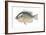 Bluegill (Lepomis Macrochirus), Fishes-Encyclopaedia Britannica-Framed Art Print